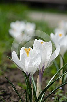 Spring white flowers Crocus Jeanne d\'Arc macro.