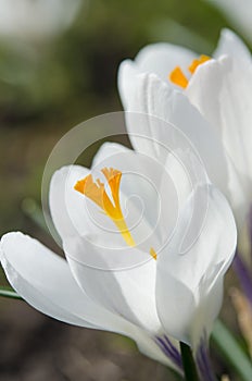 Spring white flowers Crocus Jeanne d\'Arc macro.