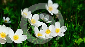 Spring white flowers Forest Anemone windmill, beautiful morning sunlight in spring forest