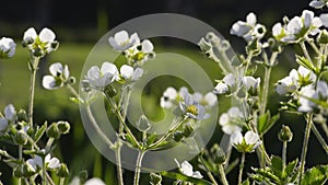 Spring white flowers natural background