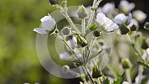 Spring white flowers natural background