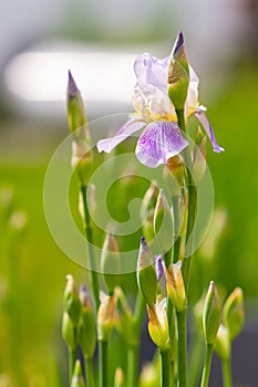 Spring white iris