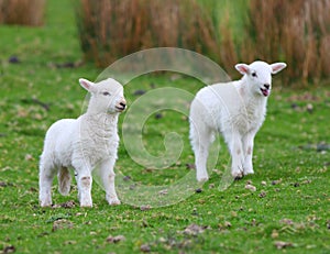 Spring white lambs