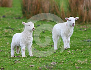 Spring white lambs photo