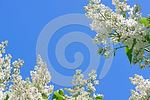 Spring white lilac flower against the sky background