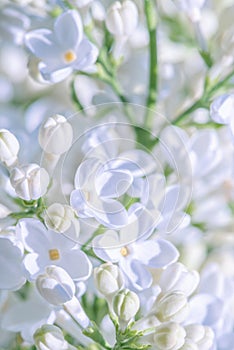 Spring white lilac flower blurred concept greeying card background