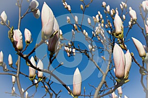 Spring white magnolia blossom at blue sky background, close up