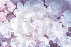 Spring white pink lilac flower background