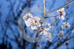 Spring white plum tree flower at night