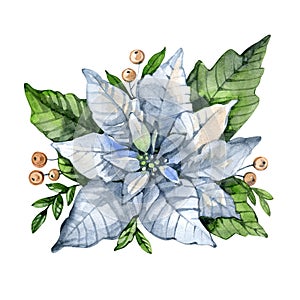 Spring white poinsettia flowers, barries and leaves bouquet isolated on white. Blue star flower. Platycodon flower