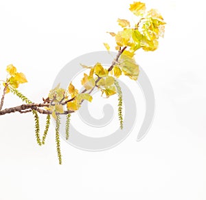 Spring white poplar branch