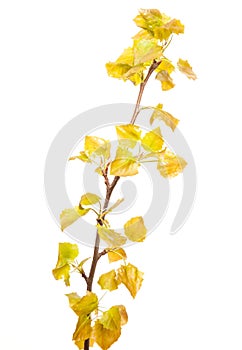 Spring white poplar branch