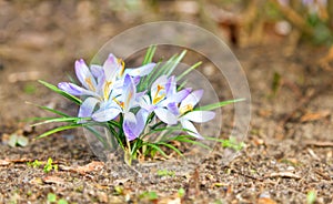 Spring white and purple crocus blooming during early sunny Spring day