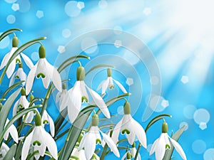 Spring white snowdrop flower with abstract bokeh background