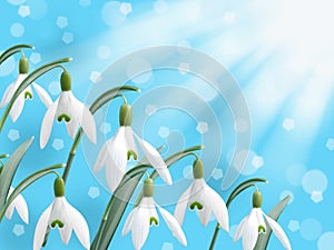 Spring white snowdrop flower with abstract snow falling bokeh background