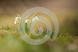 Spring snowdrops blooming in grass