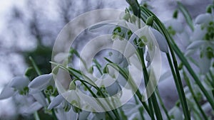 Spring white snowdrops flowers swaying by the wind
