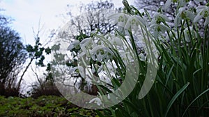 Spring white snowdrops flowers swaying by the wind