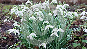 Spring white snowdrops flowers swaying by the wind