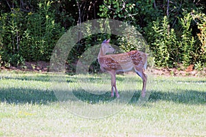Spring white tail deer fawn