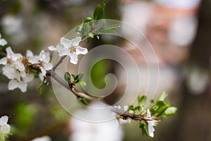 Spring white tree flower blossom background