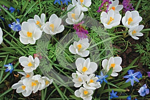 Spring whitecrocus flower field