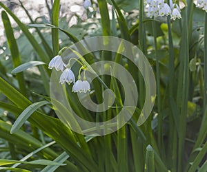 Spring Whiteflower LeucÃ³jum vernum