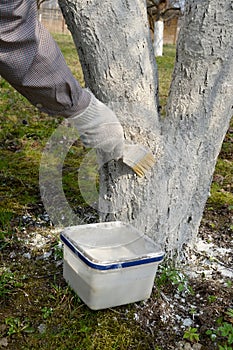 Spring whitewashing of a fruit tree. Work in a garden photo