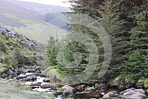 Spring in Wicklow Mountains National Park in Ireland