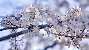 Spring widescreen banner, branches of blossoming cherry against background