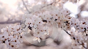 Spring widescreen banner, branches of blossoming cherry against background