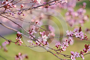 Spring widescreen banner, branches of blossoming cherry against background