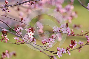 Spring widescreen banner, branches of blossoming cherry against background