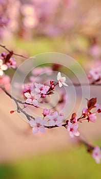 Spring widescreen banner, branches of blossoming cherry against background