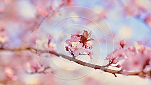 Spring widescreen banner, branches of blossoming cherry against background