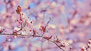 Spring widescreen banner, branches of blossoming cherry against background