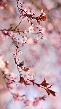 Spring widescreen banner, branches of blossoming cherry against background