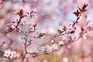 Spring widescreen banner, branches of blossoming cherry against background