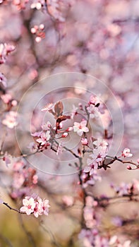 Spring widescreen banner, branches of blossoming cherry against background