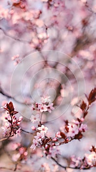 Spring widescreen banner, branches of blossoming cherry against background