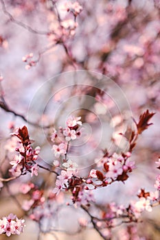 Spring widescreen banner, branches of blossoming cherry against background