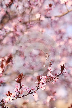 Spring widescreen banner, branches of blossoming cherry against background