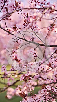 Spring widescreen banner, branches of blossoming cherry against background