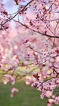 Spring widescreen banner, branches of blossoming cherry against background