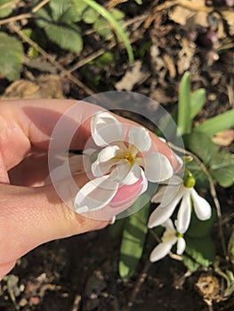 Spring wild flower Galanthus, snowdrop in hand