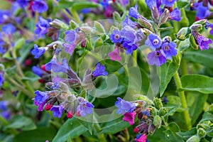 Spring wild flower Pulmonaria officinalis, Common Lungwort in nature at springtime