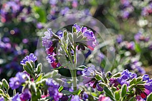 Spring wild flower Pulmonaria officinalis, Common Lungwort in nature at springtime