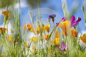 Spring Wild Flowers