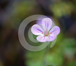 Spring wild flowers. Blooming beautiful flowers. Photo for postcard.