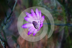 Spring wild flowers. Blooming beautiful flowers. Photo for postcard.